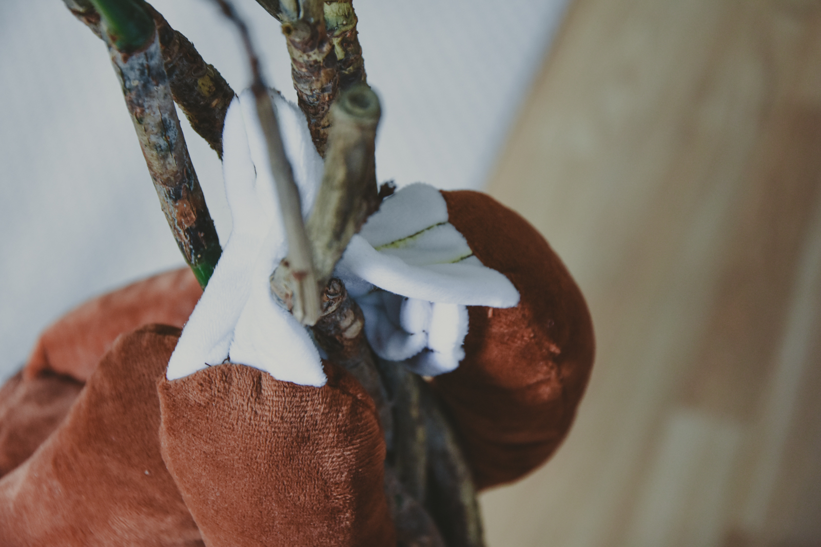 Choly Knight Paresseux-2