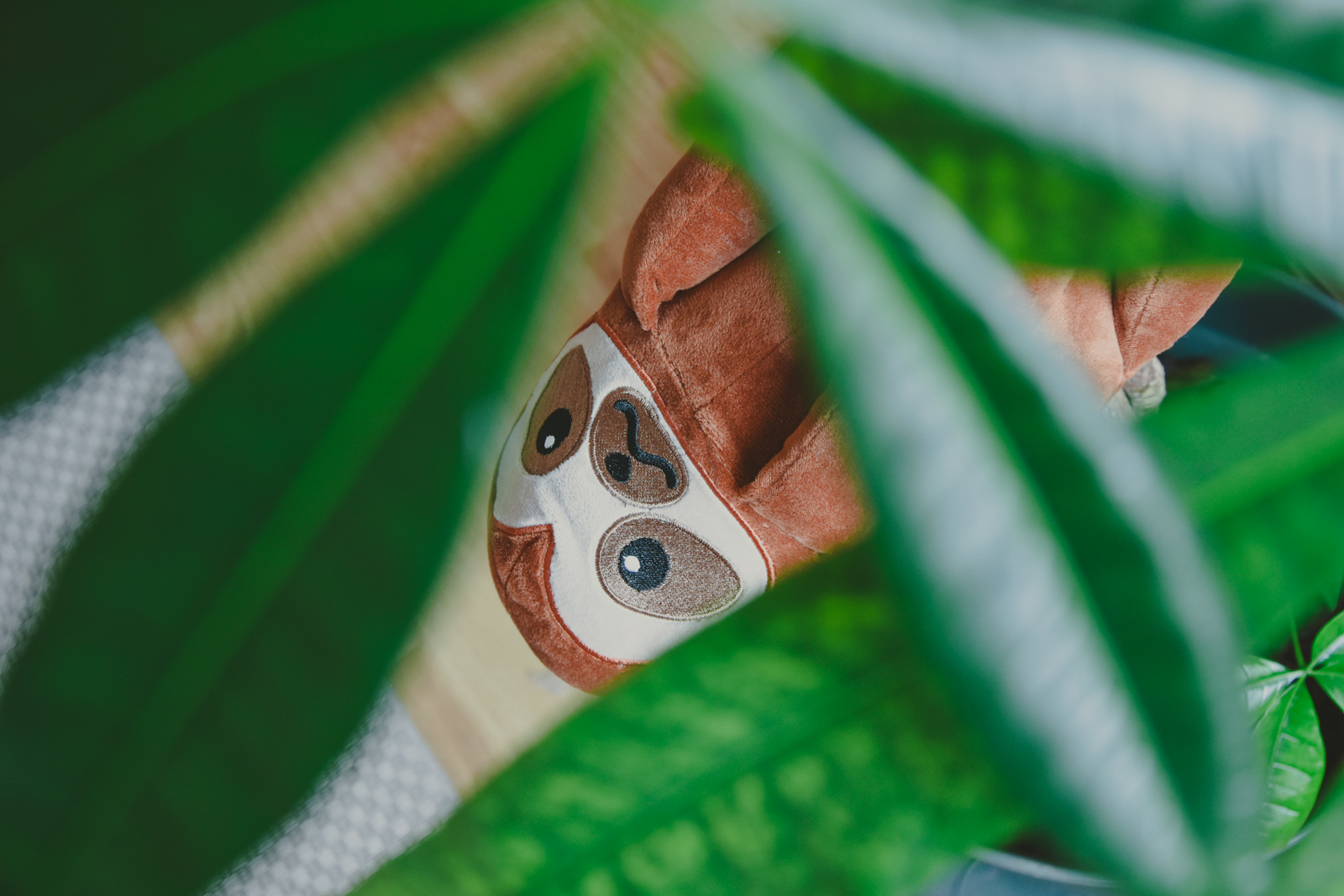 Choly Knight Paresseux-4