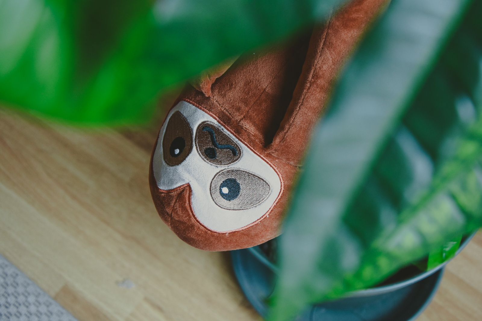 Choly Knight Paresseux-5